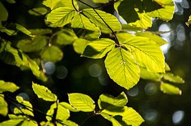 Green foliage by Whis' photos