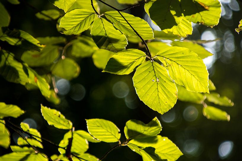 Feuillage vert par Whis' photos