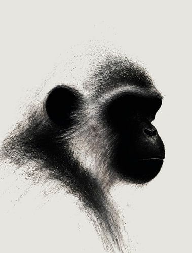 Étude au fusain « L'observateur silencieux » (primates) sur Ramy Salah Hefny