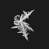 ijs-art-ijskristallen II van Klaartje Majoor thumbnail