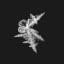 ice-art ice-crystals par Klaartje Majoor Aperçu