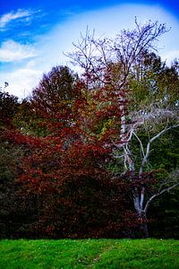 A tree with leaves and a tree without leaves