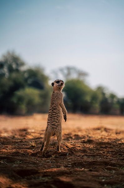 Meerkat in the Kalahari of Namibia, Africa by Patrick Groß