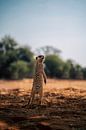 Meerkat in the Kalahari of Namibia, Africa by Patrick Groß thumbnail