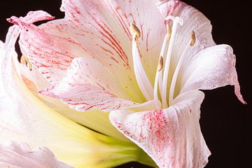 Amaryllis in close-up van Willy Sengers