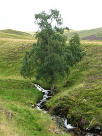 GRampians, Schotland: Allt na Beithe – The Birch of the Torrent van Helmut Martin - The Art of Stone - Steinkunst & Photographie