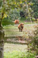 Schotse Hooglander