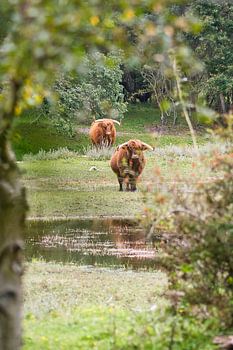 Highlander écossais