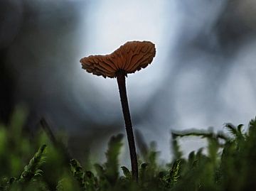 Mushroom in backlight