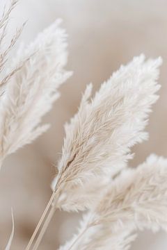 Pampas grass by Poster Art Shop