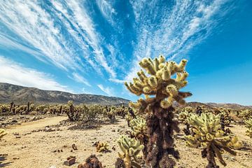 Cholla-cactustuin van Joseph S Giacalone Photography