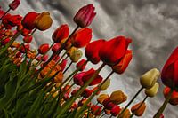 Daarom houden wij van tulpen