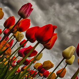 C'est pourquoi nous aimons les tulipes sur Olaf Eckhardt