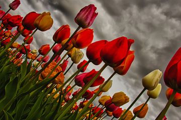 Daarom houden wij van tulpen van Olaf Eckhardt