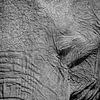 Portret van een Afrikaanse olifant van Tilo Grellmann