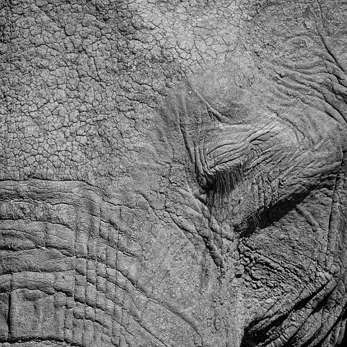 Portret van een Afrikaanse olifant van Tilo Grellmann