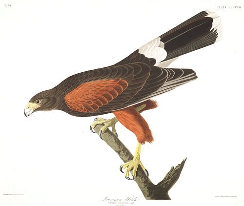 Woestijnbuizerd