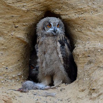 Eagle Owl  * Bubo bubo *,  young chick, wildlife