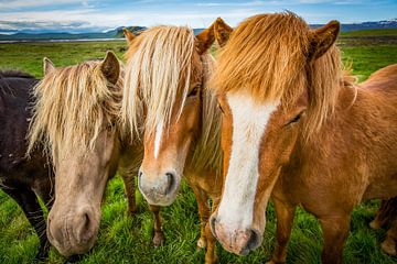 Het nieuwsgierige trio
