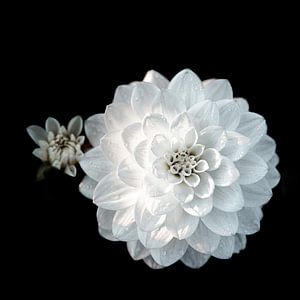 Dahlia blanc comme neige, carré