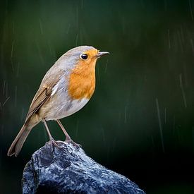 Robin sous la pluie sur Misja Kleefman