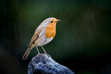 Robin in the rain by Misja Kleefman