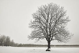 Kastanienbaum im Winter