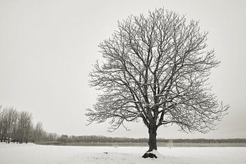 Kastanjeboom in de winter van Heiko Kueverling
