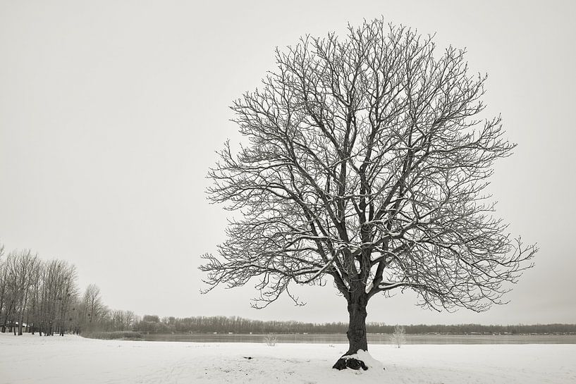 Chestnut tree in winter by Heiko Kueverling