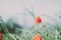 Mohnblume