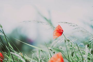 Coquelicot sur Francis van der Wolf