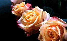 Three roses on a dark background by Idema Media