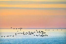 Vogels vliegend boven de Waddenzee tussen Lauwersoog en Schiermonnikoog tijdens zonsondergang van Marcel van Kammen