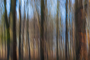 moving trees
