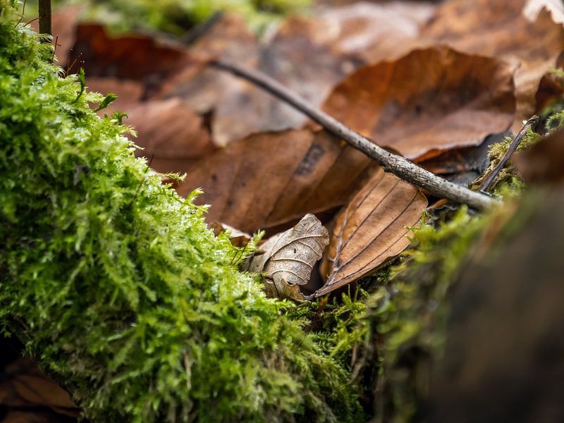 Bielatal, Sächsische Schweiz - Laub im Moos von Pixelwerk