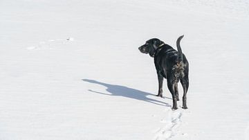 zwarte Labrador met witte sneeuw van Markus Gann