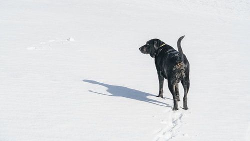 zwarte Labrador met witte sneeuw