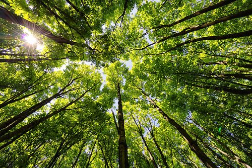 Blätter als Dach über dem Wald