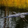 blue heron in flight van Reinier de Rooie