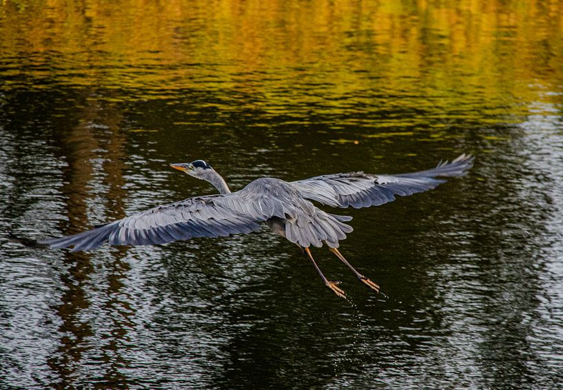 Blue heron in flight by Reinier de Rooie