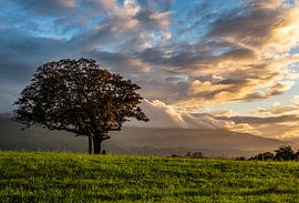 Abendstimmung mit Baum