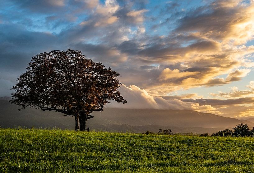 Avondstemming met boom van Hilke Maunder