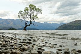 Wanaka-Baum in Neuseeland von Renzo de Jonge