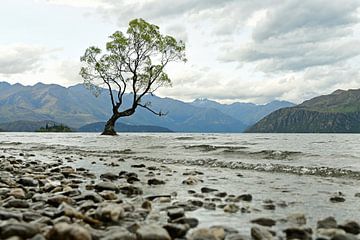 Wanaka tree in Nieuw-Zeeland van Renzo de Jonge