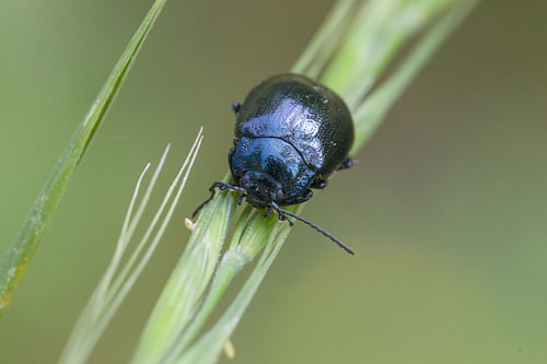 Metallic Blue Leaf Beetle on Green Grass