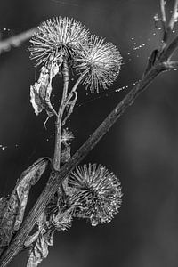 Distel im pulvrigen Tau