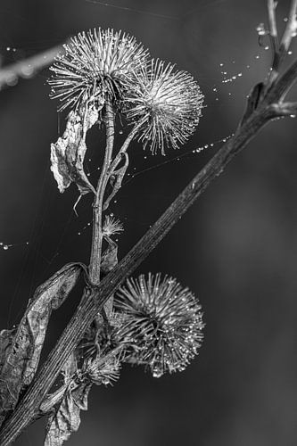 Thistle in powdery dew