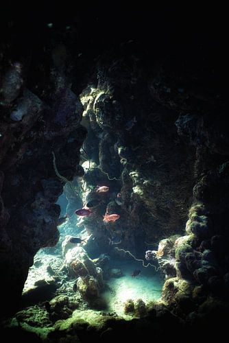 Still life under water