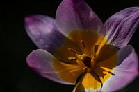 De warme zonnestralen op de mooie roze/gele bloem
