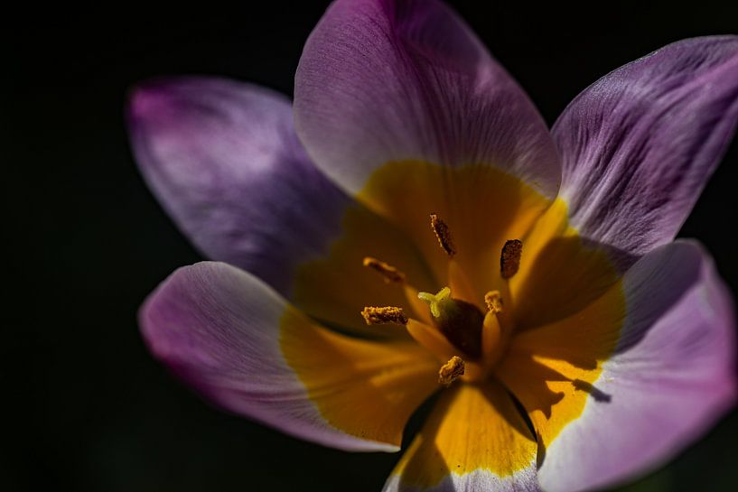 Les rayons chauds du soleil sur la belle fleur rose/jaune. par Miranda Engwerda